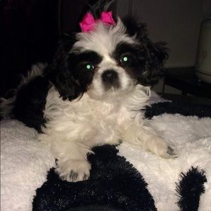 Meet your Posher, Zen